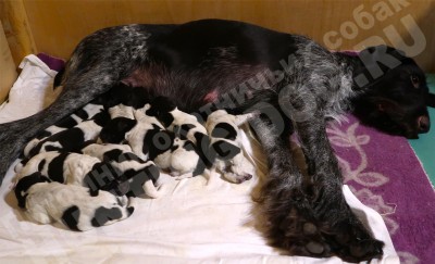 Щенки дратхаар